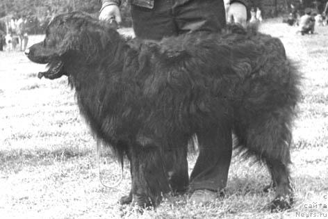 Фото: ньюфаундленд Кэбар Март