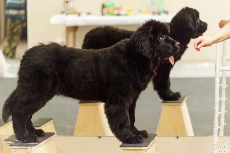 Фотография № 149100