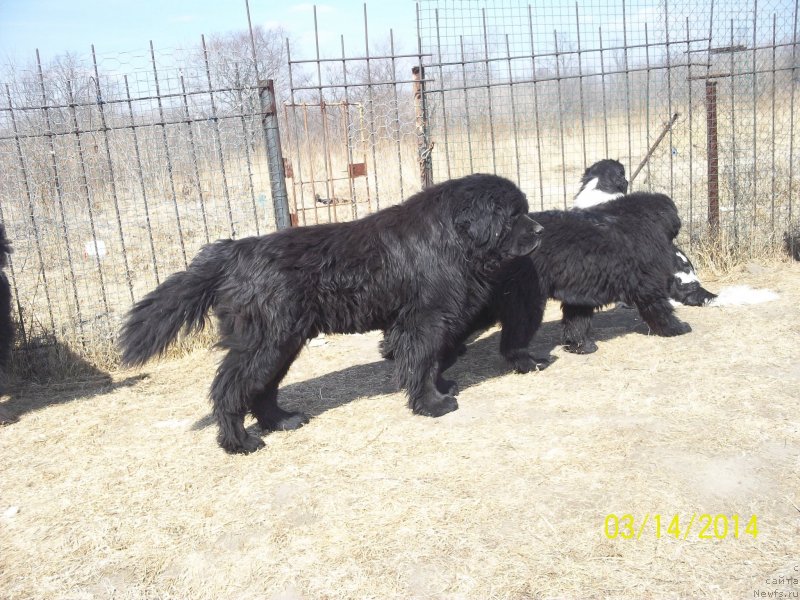 Фото: ньюфаундленд Виски Ред Лейбл Вепс (Viski Red Label Veps), ньюфаундленд Супер Премиум Нао Дел Трато