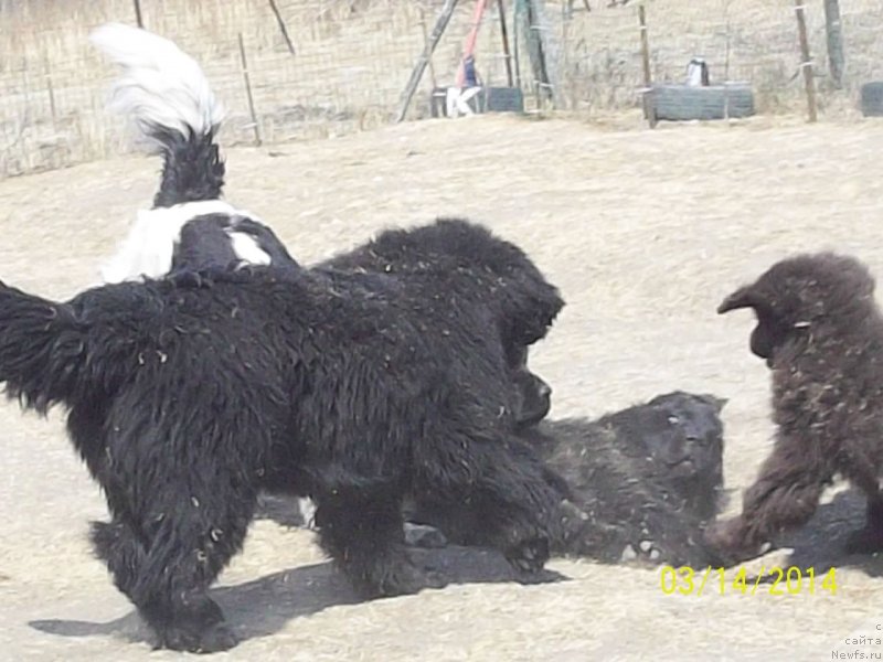 Фото: ньюфаундленд Супер Премиум Нао Дел Трато, ньюфаундленд Супер Премиум Немессис, ньюфаундленд Супер Премиум Литониэль Валланинор (Super Premium Litoniel Vallaninor), ньюфаундленд Ньюфорт Ю'Северино