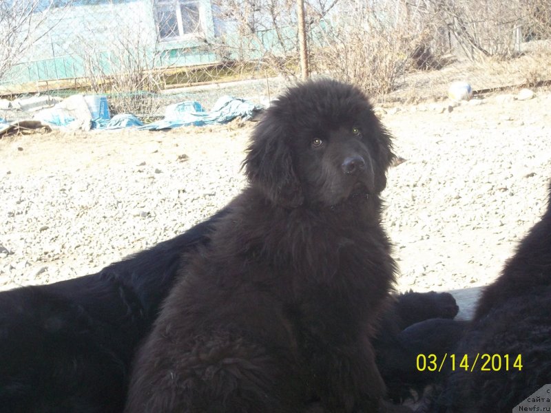 Фото: ньюфаундленд Ньюфорт Ю'Северино