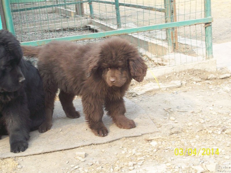 Фото: ньюфаундленд Ньюфорт Ю'Северино
