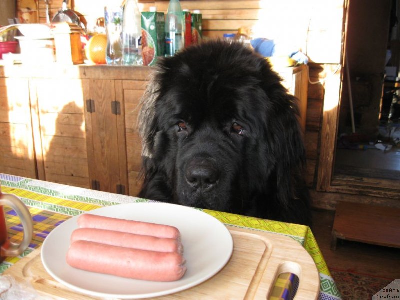 Фото: ньюфаундленд Большая Медведица Бурбон