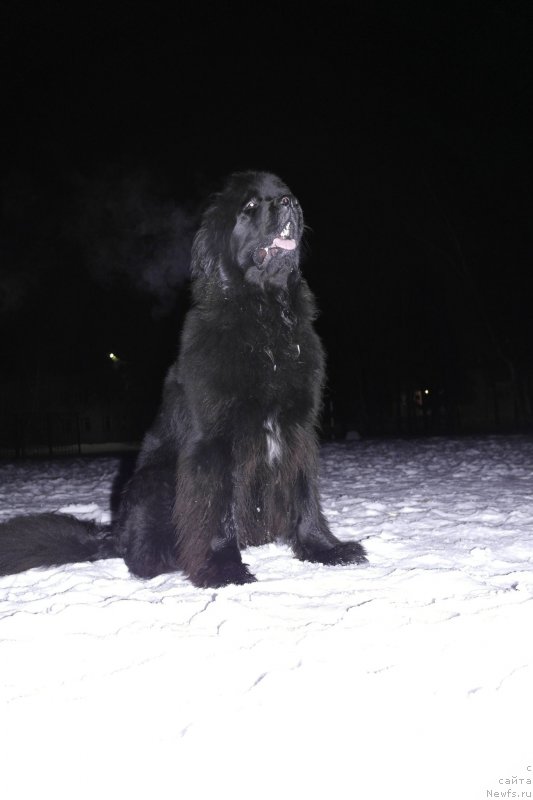 Фото: ньюфаундленд Ньюфорт Холд Ми Клоуз