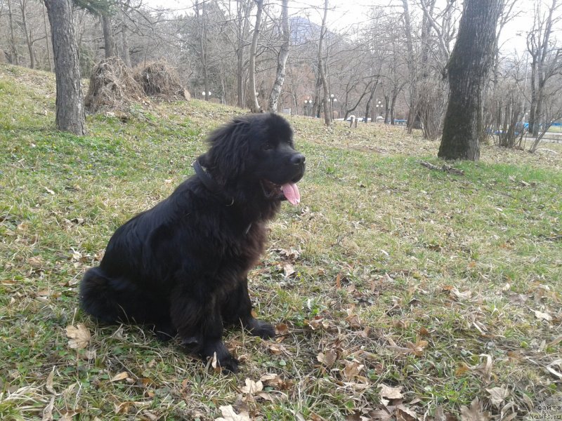 Фото: ньюфаундленд Жозефина