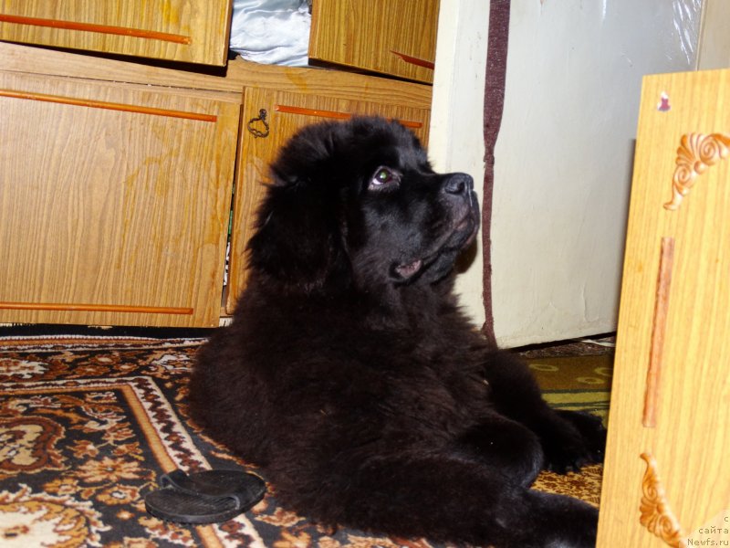 Фото: ньюфаундленд Жозефина