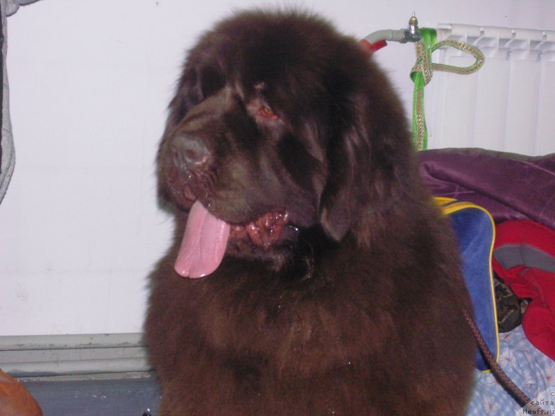 Фото: ньюфаундленд Анджело Орсо Альмира Афродита (Angelo Orso Allmira Afrodita)