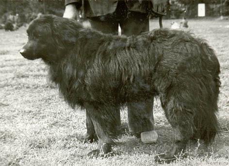 Фото: ньюфаундленд Кэбар Марс