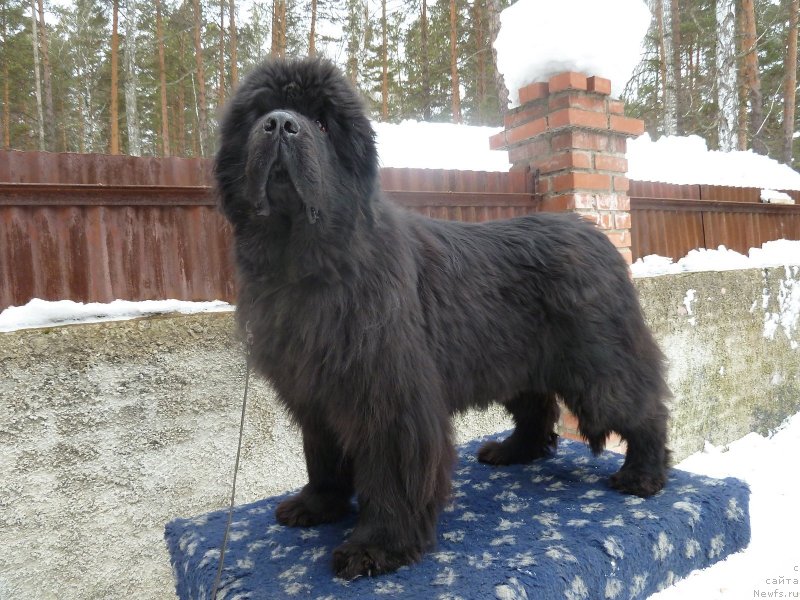 Фото: ньюфаундленд Супер Премиум Деми Мур