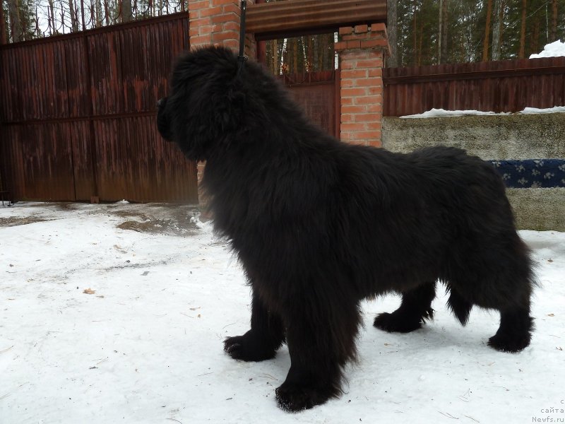 Фото: ньюфаундленд Супер Премиум Деми Мур