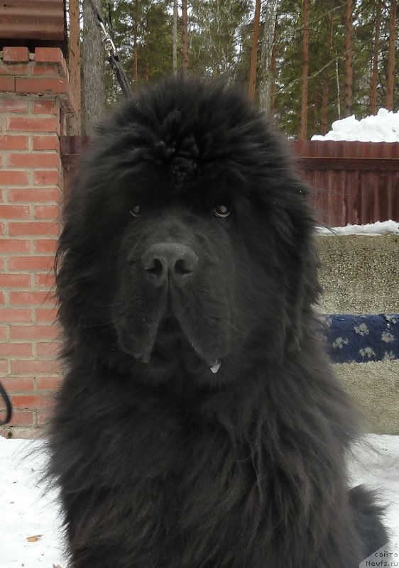 Фото: ньюфаундленд Супер Премиум Деми Мур