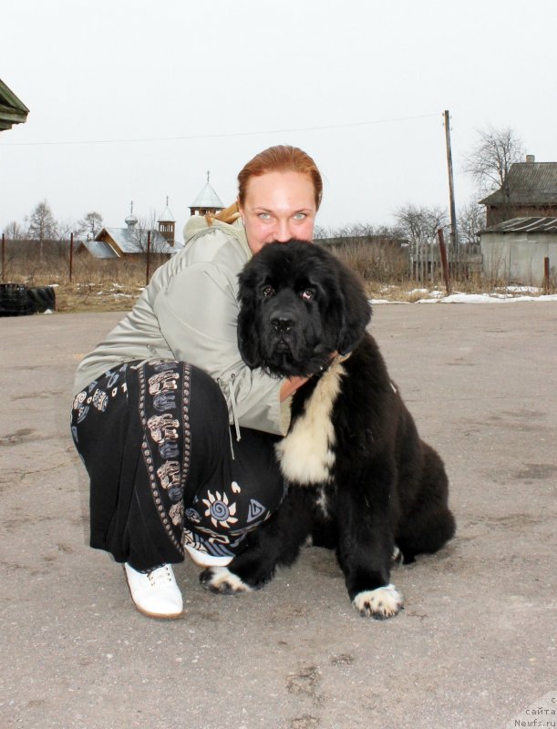 Фото: ньюфаундленд Дар Свезы Милк он Павс