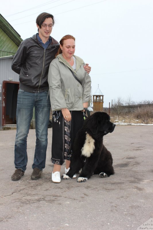 Фото: ньюфаундленд Дар Свезы Милк он Павс