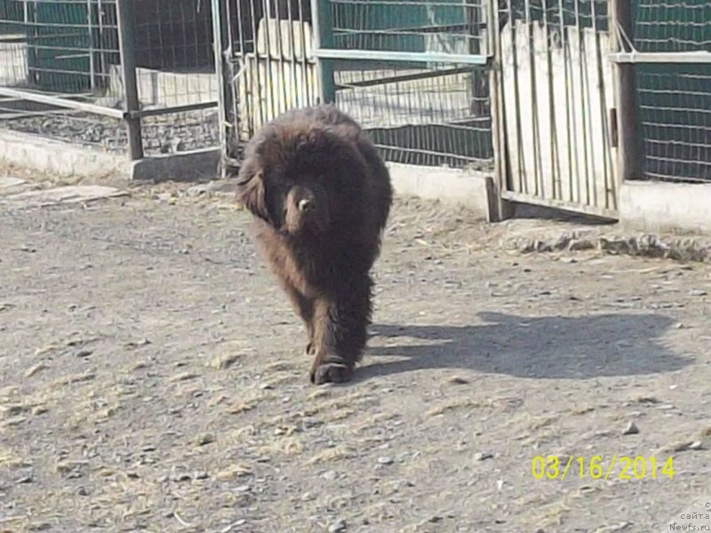Фото: ньюфаундленд Ньюфорт Ю'Северино