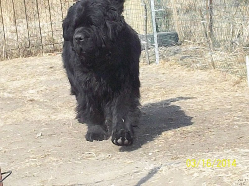 Фото: ньюфаундленд Вито Качо Ферл (Vito Kacho Ferl)