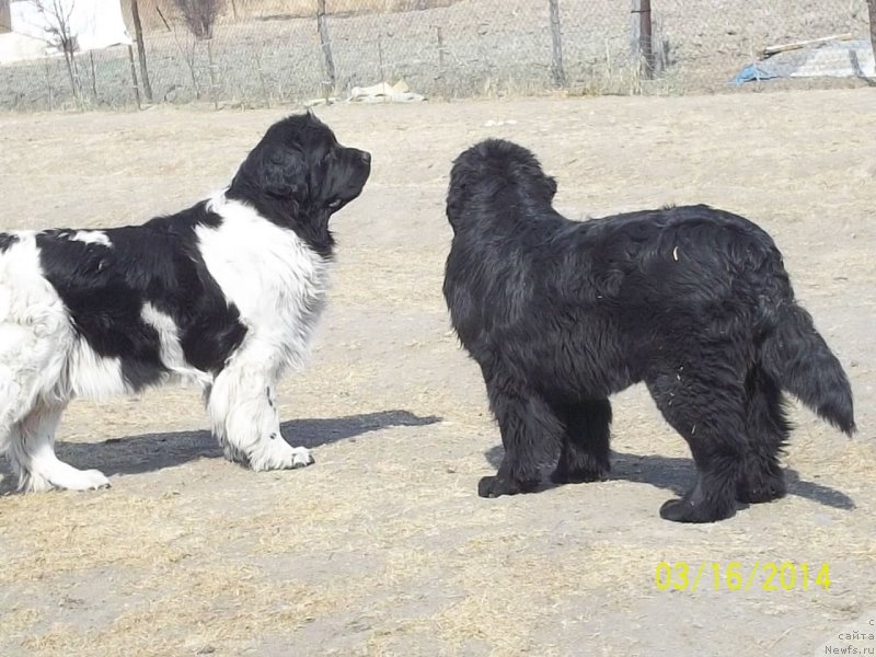 Фото: ньюфаундленд Супер Премиум Литониэль Валланинор (Super Premium Litoniel Vallaninor), ньюфаундленд Супер Премиум Немессис