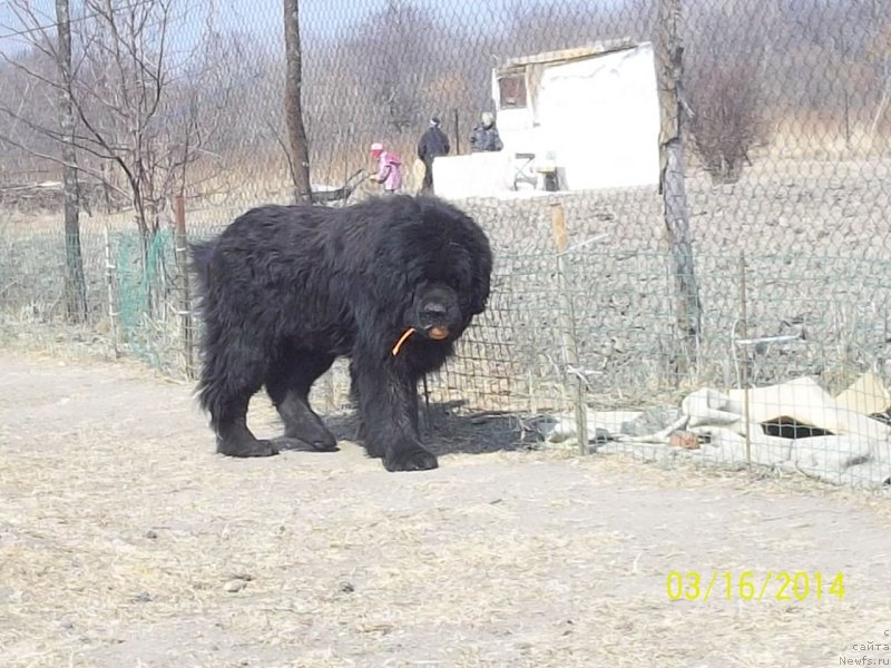 Фото: ньюфаундленд Виски Ред Лейбл Вепс (Viski Red Label Veps)