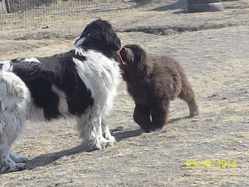 Фото: ньюфаундленд Супер Премиум Литониэль Валланинор (Super Premium Litoniel Vallaninor), ньюфаундленд Ньюфорт Ю'Северино