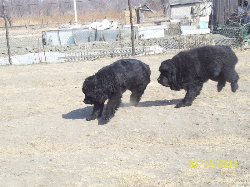 Фото: ньюфаундленд Супер Премиум Нао Дел Трато, ньюфаундленд Супер Премиум Немессис