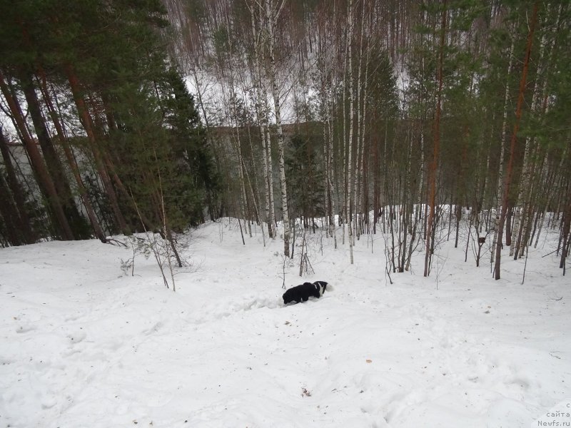 Фото: ньюфаундленд Акин Соул София, ньюфаундленд Черный Шарм Веллингтон