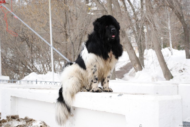 Фото: ньюфаундленд Плюшевая Панда Ферреро Ронд Нуар (Plushevaya Panda Ferrero Rond Noir)