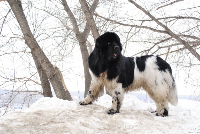 Фото: ньюфаундленд Плюшевая Панда Ферреро Ронд Нуар (Plushevaya Panda Ferrero Rond Noir)