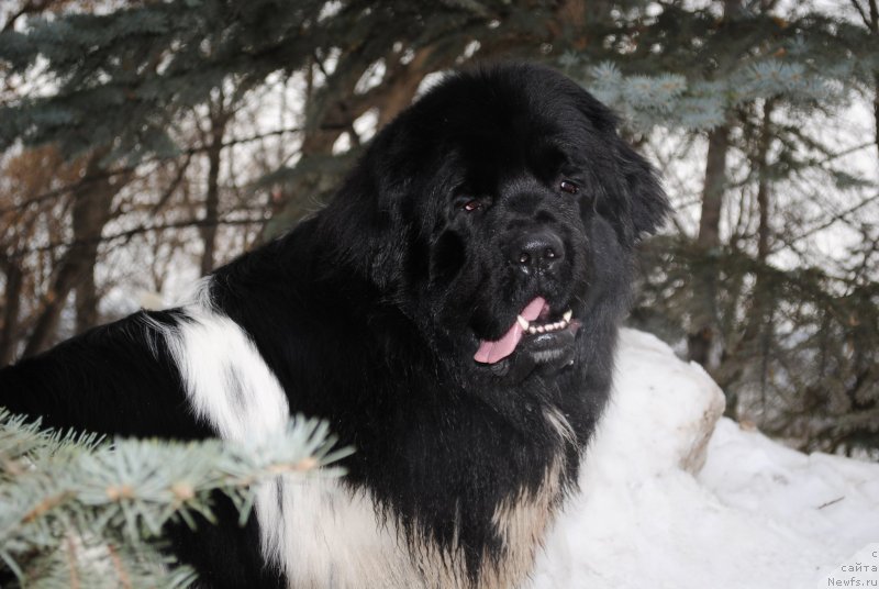Фото: ньюфаундленд Плюшевая Панда Ферреро Ронд Нуар (Plushevaya Panda Ferrero Rond Noir)