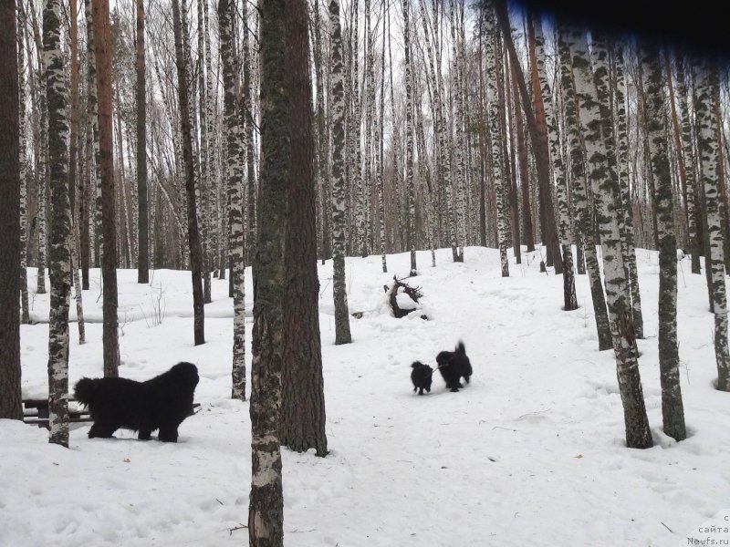 Фото: ньюфаундленд Барышня, ньюфаундленд Анджел Викториус