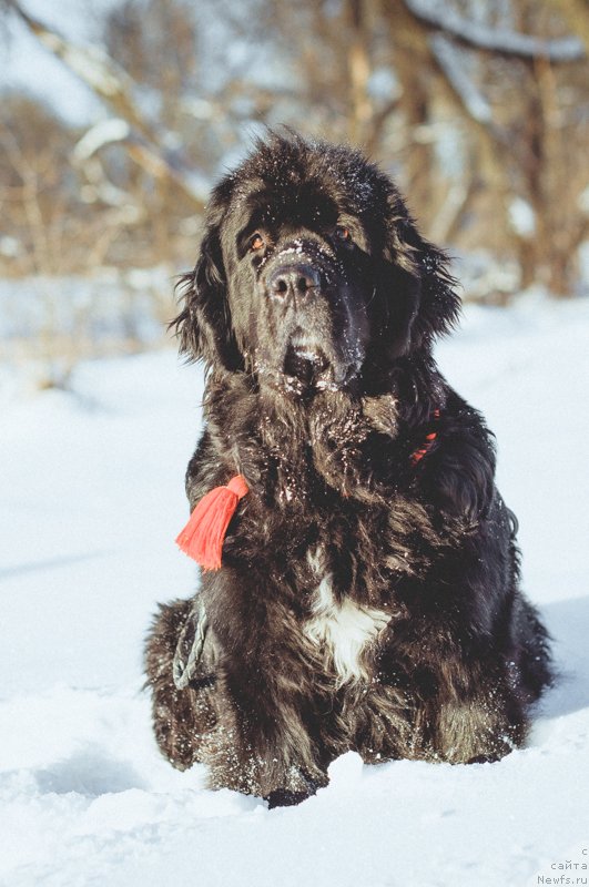 Фото: ньюфаундленд Лесли-Сиа Фловер (Leslley-Sia Flover)