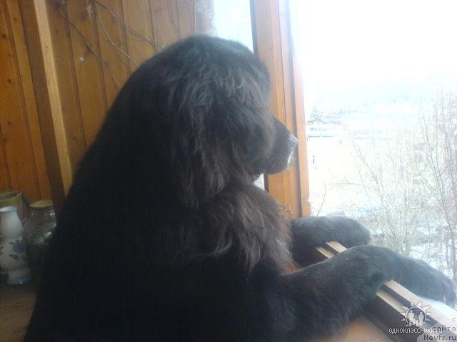 Фото: Светлана Окунева, ньюфаундленд Шармель из Уникальной Коллекции