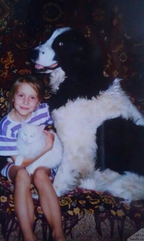 Фото: Сука Герма, ньюфаундленд Бел Тагор, мать Гера-Мартинс
