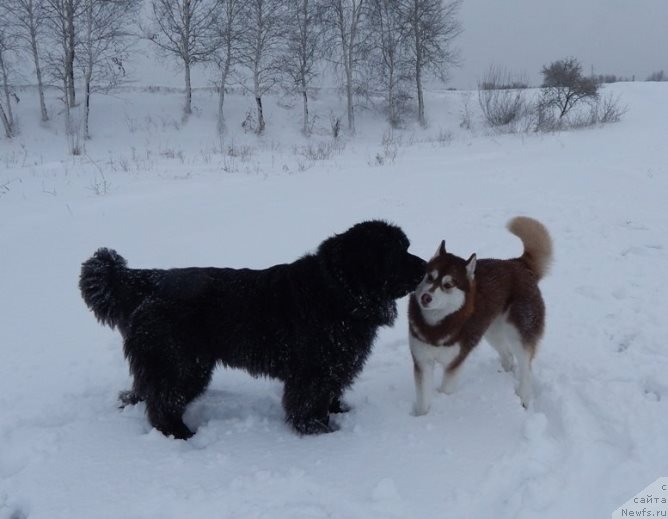 Фото: ньюфаундленд Красавица Кори Дроссер