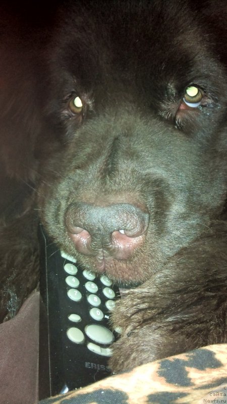 Фото: ньюфаундленд Фанньюф Желанная Мадмуазель Шанте Блюз