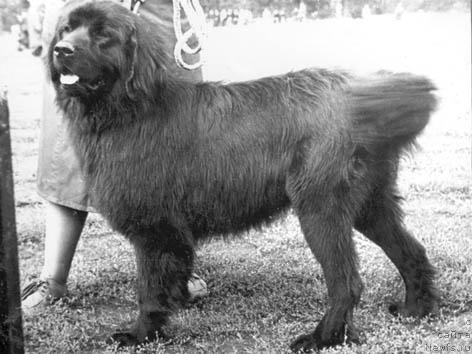 Фото: ньюфаундленд Самур