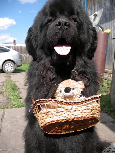 Фото: ньюфаундленд Данс Мемори Фьюджан Риф