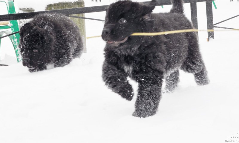 Фото: Бегущая по волнам Фрилансер