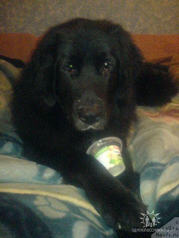 Фото: ньюфаундленд Шармель из Уникальной Коллекции