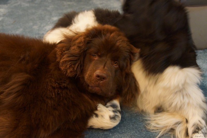 Фото: ньюфаундленд Кипер Соул Перфект Виктори