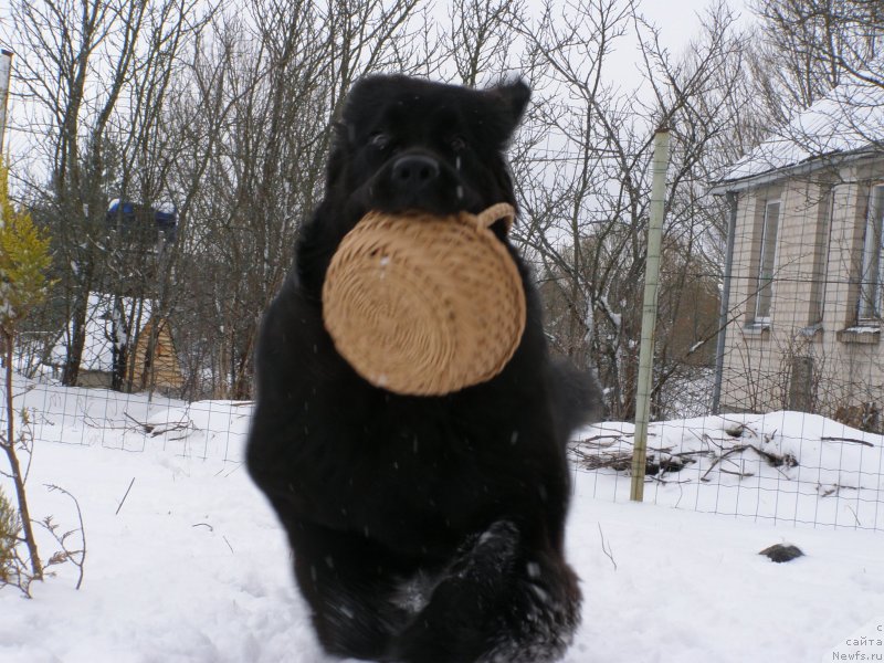 Фото: ньюфаундленд Черная Мафия Маубе Ше Вилл (Chernaya Mafia Maybe She Will)