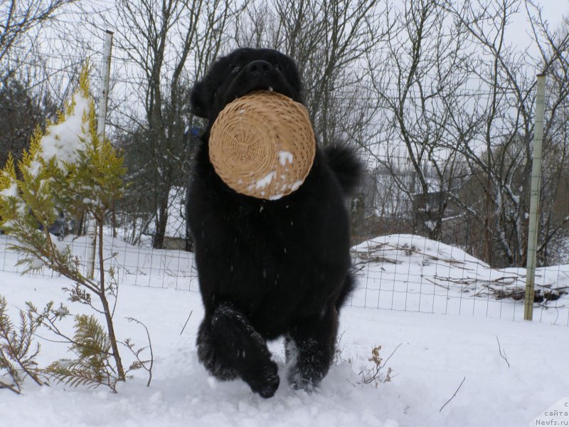Фото: ньюфаундленд Черная Мафия Маубе Ше Вилл (Chernaya Mafia Maybe She Will)