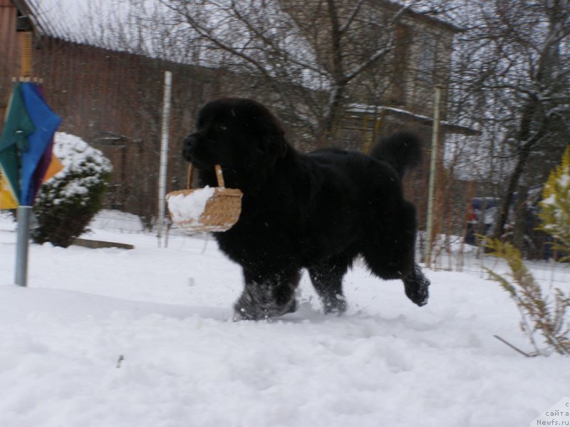 Фото: ньюфаундленд Черная Мафия Маубе Ше Вилл (Chernaya Mafia Maybe She Will)
