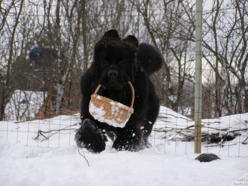 Фото: ньюфаундленд Черная Мафия Маубе Ше Вилл (Chernaya Mafia Maybe She Will)