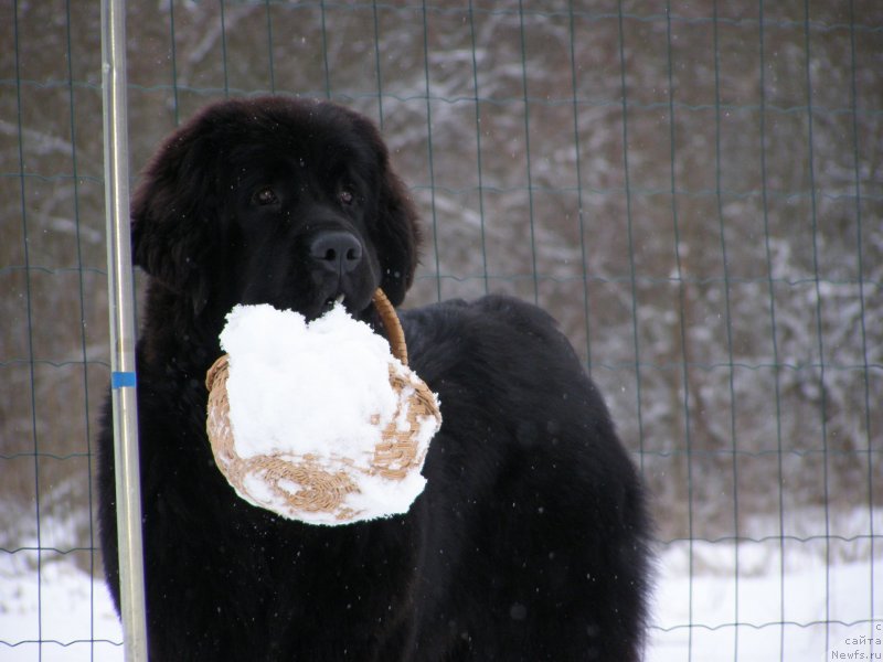 Фото: ньюфаундленд Черная Мафия Маубе Ше Вилл (Chernaya Mafia Maybe She Will)