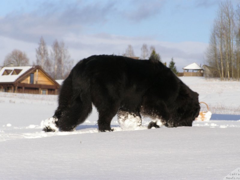 Фото: ньюфаундленд Черная Мафия Маубе Ше Вилл (Chernaya Mafia Maybe She Will)