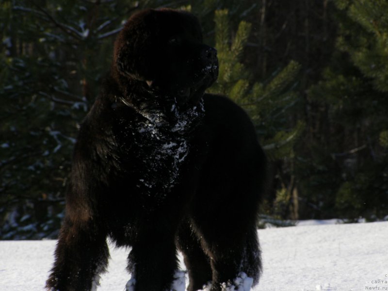 Фото: ньюфаундленд Черная Мафия Маубе Ше Вилл (Chernaya Mafia Maybe She Will)