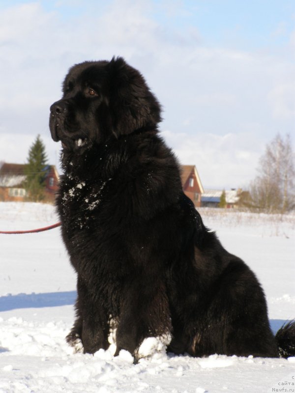 Фото: ньюфаундленд Черная Мафия Маубе Ше Вилл (Chernaya Mafia Maybe She Will)