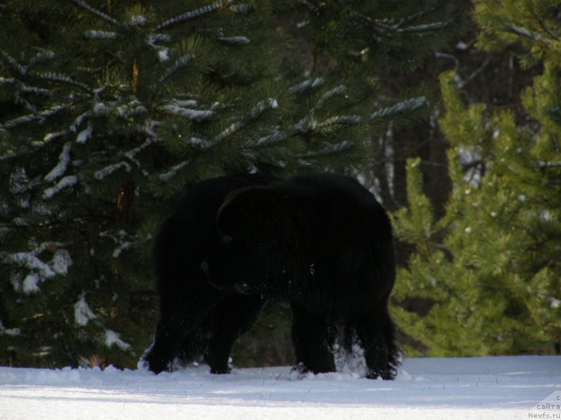 Фото: ньюфаундленд Черная Мафия Маубе Ше Вилл (Chernaya Mafia Maybe She Will)
