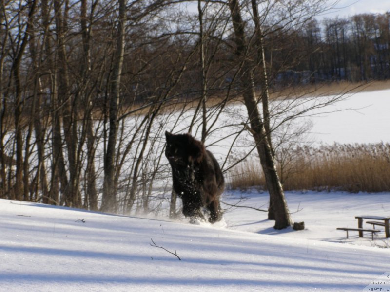 Фото: ньюфаундленд Черная Мафия Маубе Ше Вилл (Chernaya Mafia Maybe She Will)