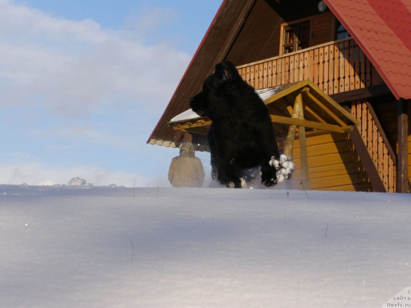 Фото: ньюфаундленд Черная Мафия Маубе Ше Вилл (Chernaya Mafia Maybe She Will)