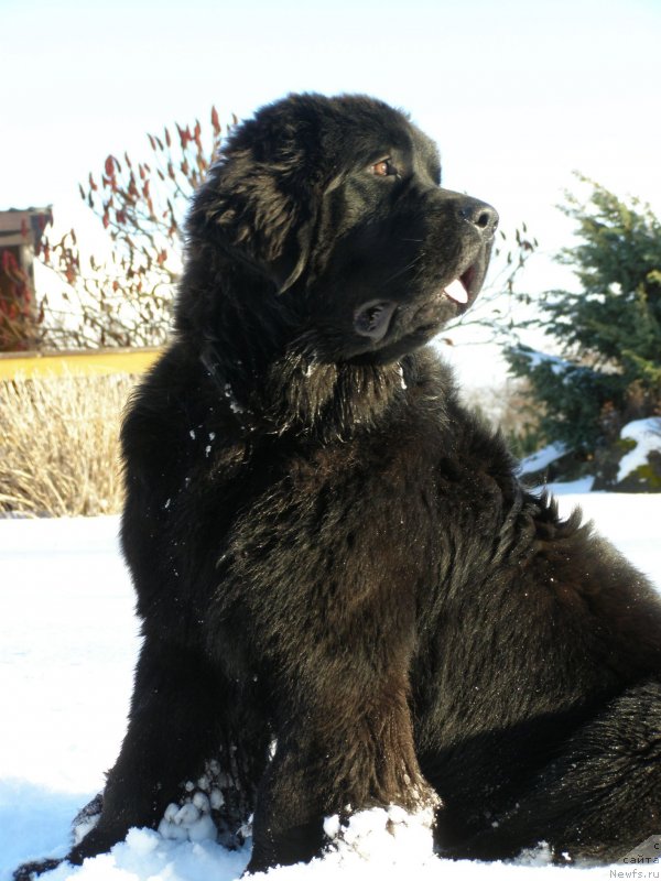 Фото: ньюфаундленд Черная Мафия Маубе Ше Вилл (Chernaya Mafia Maybe She Will)